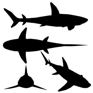 Set with silhouettes of shark in different positions isolated on white background. Vector illustration