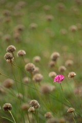 field of flowers