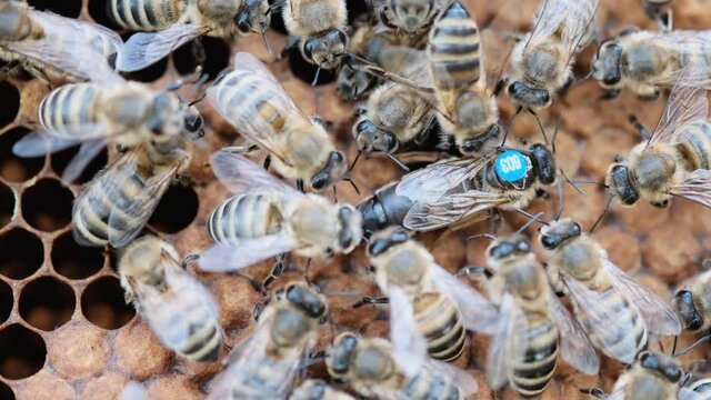 Queen bee is always surrounded by the workers bees - their servant. Queen bee lays eggs in the cell.