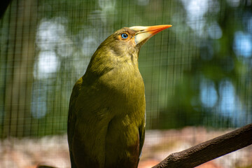 Closeup shot of a picus bird in a cage