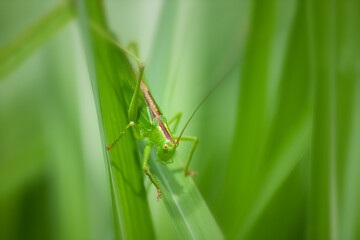 ヤブキリ