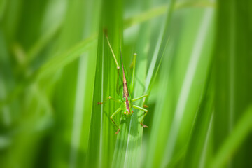 ヤブキリ