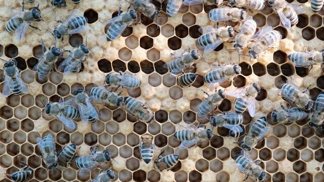 How bees reproduce. Honey Bee Brood. Brood care. The Birth of a Bee. Worker bee emerging from cell. The Honey Bee Life Cycle.