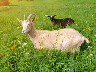 A beautiful white goat with a black kid, illuminated by the sun, graze in summer in the Altai mountains.