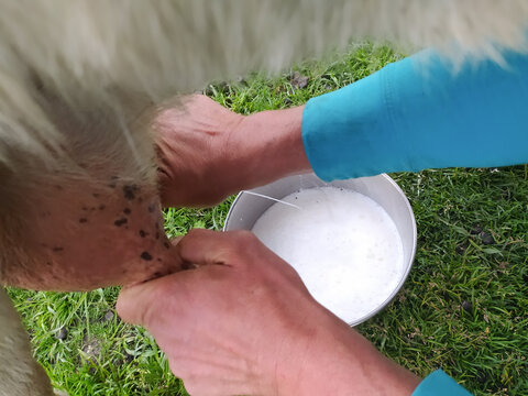 Male hands are milking a goat in the summer outdoors. Mobile photo.