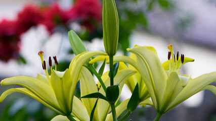 Lilium maculatum Thunb. yellow lily. beautiful lily flower. delicate white lilies in the garden, in the flowerbed. floral background. blurred natural background. flowering season, close-up