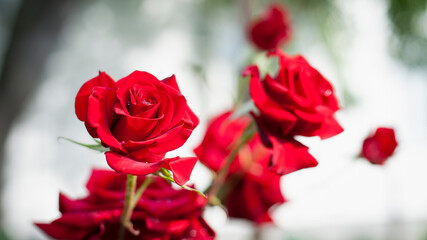 Red rose flower background. Red roses on a bush in the garden, close-up. Red rose flower with water drops after rain or morning dew. Red Rose Black Magic