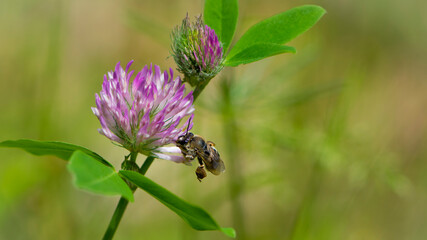 bee at work on clover flower collecting pollen. bright delicate pink clover flower, honey bee....