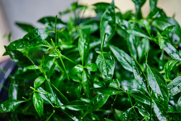 closeup andrographis paniculata growing in black pot