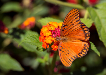 orange butterfly on lantana flower in Riverside California © Khaleel