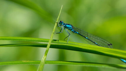 Coenagrionidae. blue dragonfly on a green leaf. A dragonfly with big eyes close-up sits on a green leaf of a river plant. natural blurred green background. macro of a insect. space for text