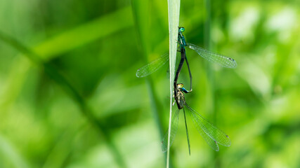 Coenagrion puella. two dragonflies on a green grass. a pair of dragonflies mate in a bright and green natural environment. close-up. light green background. blue and yellow dragonfly. place for text