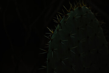 Dark and moody image of prickly pear cactus with spikes illuminated by soft natural light. Black...