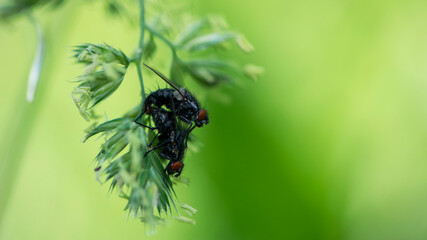 pair of cluster flies on the blade of grass. two flies mating, a pair of flies, isolated on green background. macro nature, natural habitat. black big house flies on the grass, close-up