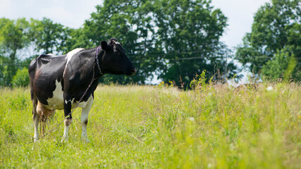 cow. Dairy cow in the pasture. black young cow, stands on green grass. spring day. milk farm. home animal. cattle. the cow is grazing in the meadow. close-up. black and white animal in green grass