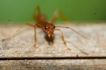 ant on a wood, ant on ground ,ant in macro, macro photography, eyes of ant, tiny legs, insects,