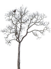 death tree isolated on white background with clipping path