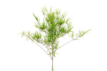 Bamboo tree with leaves isolated on white background.