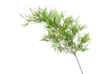 Bamboo tree with leaves isolated on white background.
