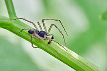 Philodromus dispar.