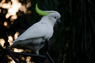 A couple of Cockatoos landed in the tree next door. So, before they flew away, I snapped a few photos.