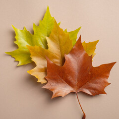 Set of colorful autumn maple leaves on brown background. Autumn, fall concept. Flat lay, top view.