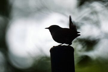 Silhouette eines Zaunkönigs ( Troglodytes troglodytes ).