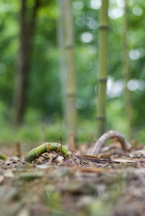 bamboo root