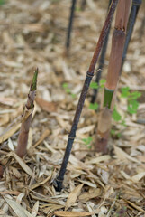 black bamboo