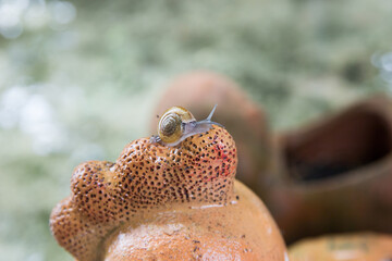 Small snail on the ceramic, focus selective.