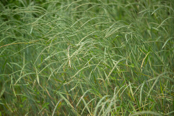 green grass background