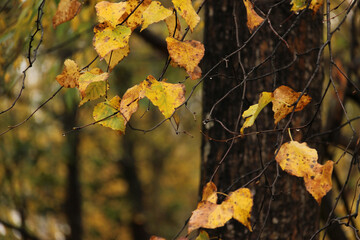 黄葉の木の葉
