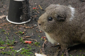 My Mum's free-range Guinea Pigs were all eating together and it was so adorable. I decided to grab my DSLR and play Guinea Pig Paparazzo