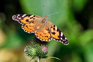 Distelfalter ( Vanessa cardui ) auf dem Blütenstand einer Eselsdistel ( Onopordum acanthium ).