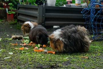 My Mum's free-range Guinea Pigs were all eating together and it was so adorable. I decided to grab...