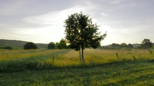 Walking towards young oak tree in meadow in summer time. Morning sun shines throught tree branches. Leaves and grass stay motionless because calm and windless weather.