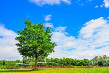 木々と青空 公園
