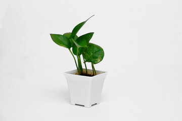 Money Plant