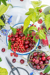Freshly gathered red juicy and delicious  red currants, cherries, raspberries in a white metal plate and cup, berries on a white tablecloth with green natural leaves background