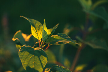 Large green leaves of salvia plant in golden afternoon sun