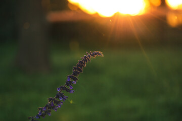 Mealycup sage flower in cottage garden setting at sunset. Also known as blue salvia, blue sage or Mealy sage