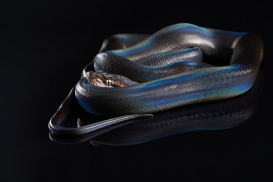 Reticulated Python (Python reticulatus) on black background. rainbow snake shimmers in different colors