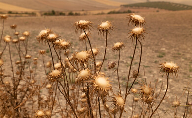 Dry thistle plants. Dry wild flowers in the field.