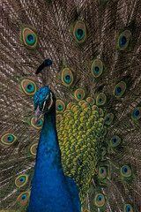 Obraz premium Pavo Real