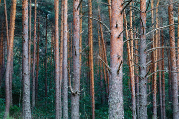 Scots pine logs. Pinus sylvestris. Pinar de Camposagrado, León, Spain.