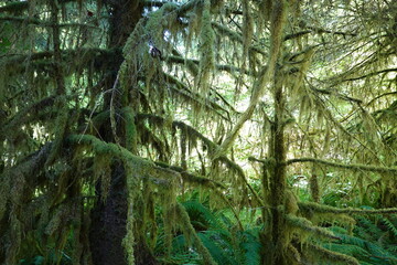 The beautiful temperate rain forest that is the Hoh Rain Forest is one of Washington's best-kept secrets.