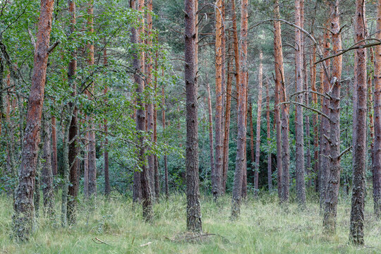 Pine and oak forest. Pinus sylvestris. Quercus pyrenaica.