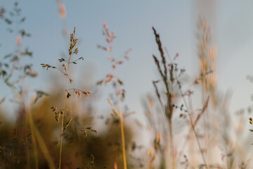 Beige spikelets of grass in summer are illuminated by sunlight in a meadow in nature
