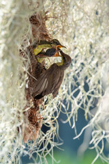 Olive-backed sunbird feeding its babies