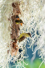 Olive-backed sunbird feeding its babies